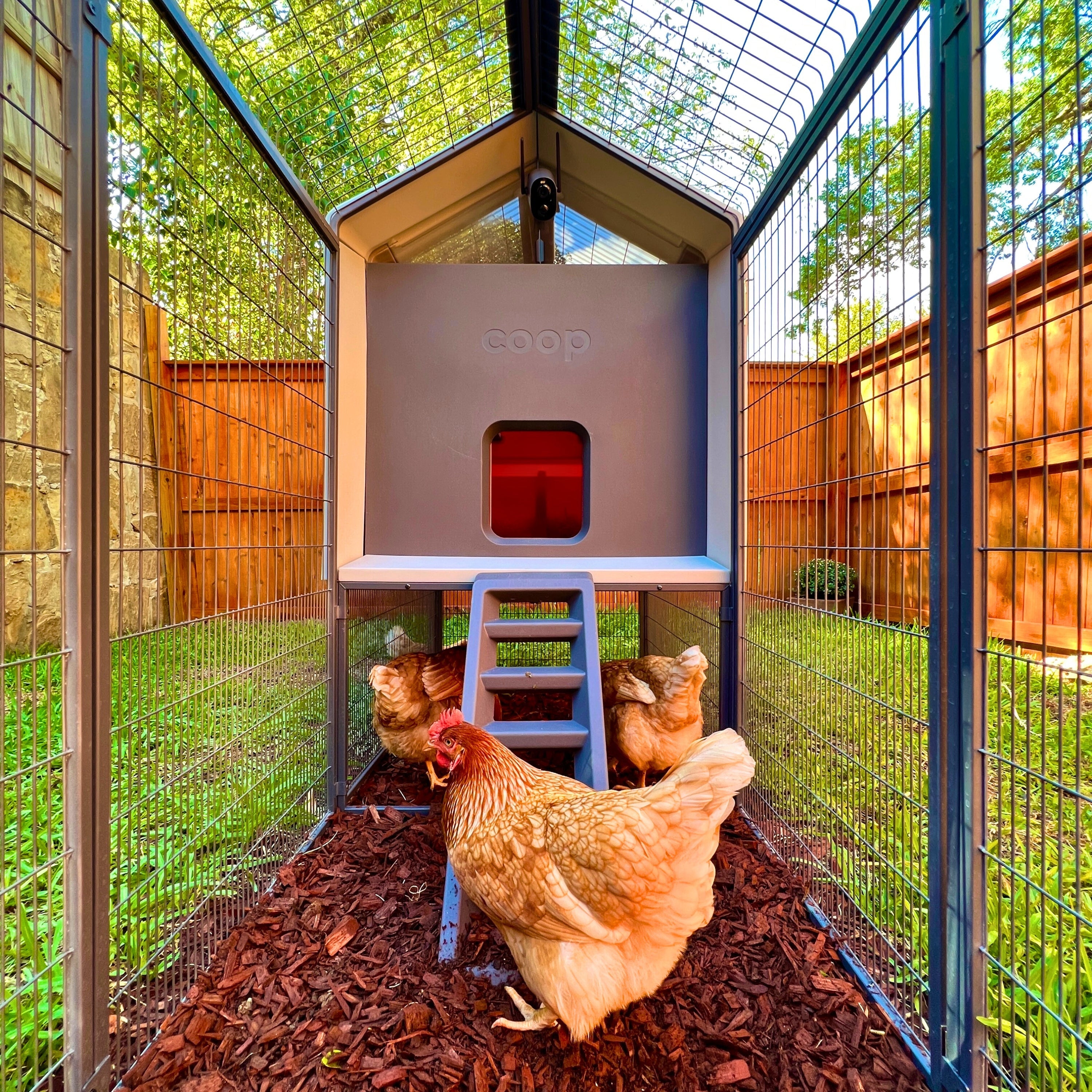 The Smart Coop + Steel Run Chicken Coop