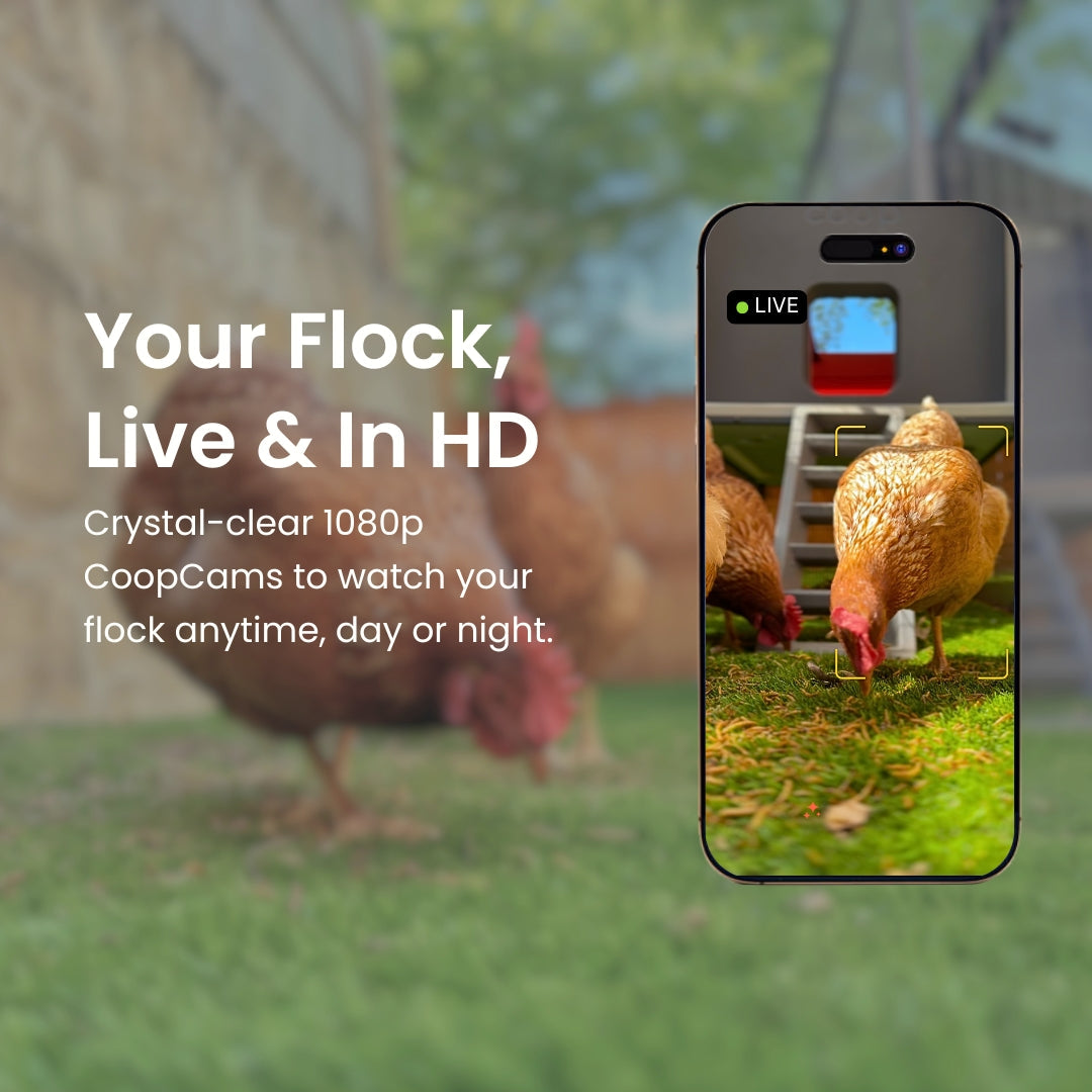 The Smart Coop + Steel Run Chicken Coop