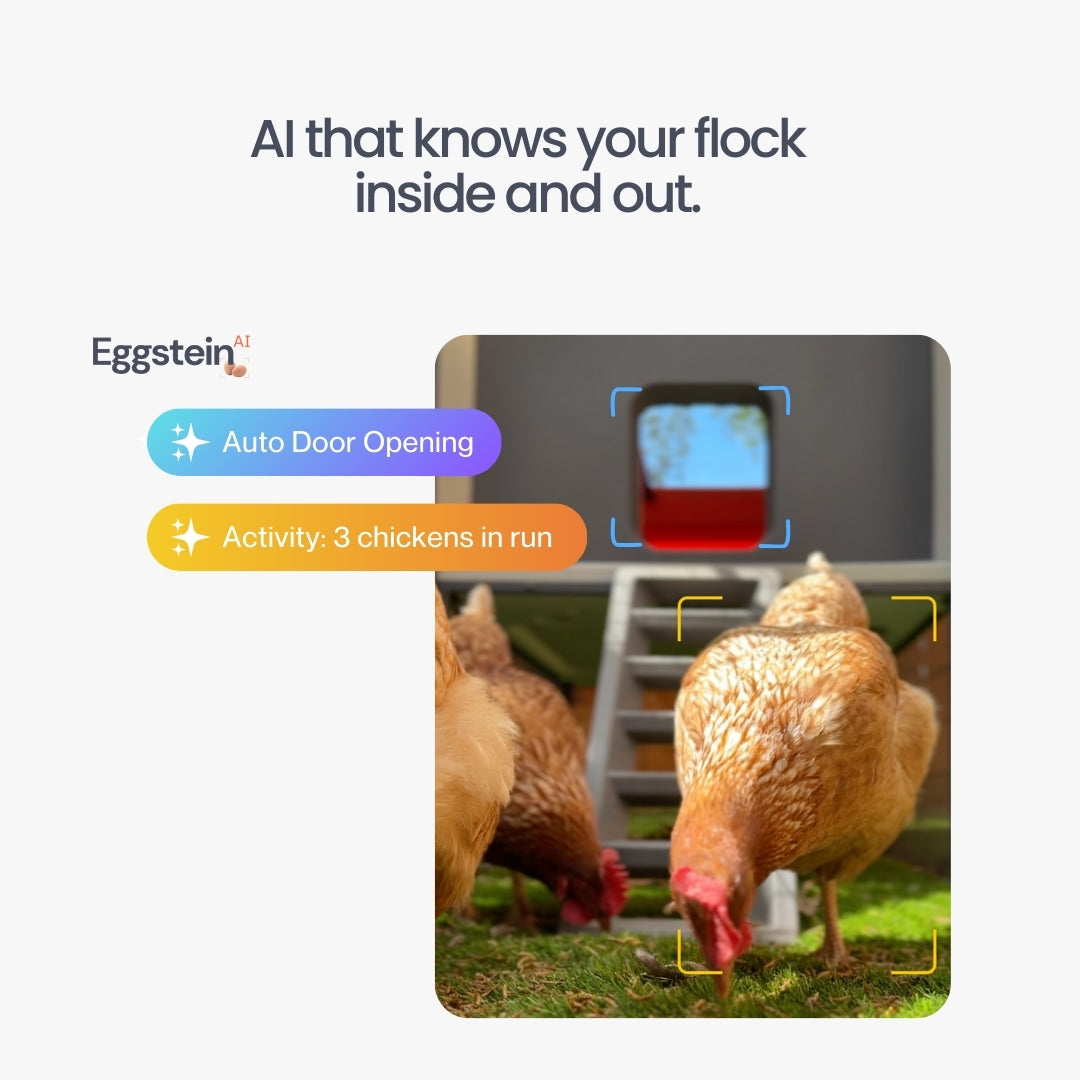 The Smart Coop + Steel Run Chicken Coop